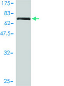 Monoclonal Anti-TMEM16K antibody produced in mouse clone 2B12-1A11, purified immunoglobulin, buffered aqueous solution