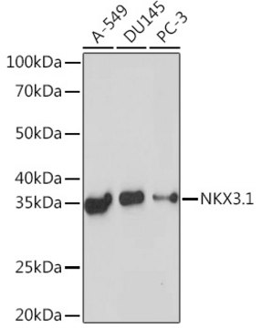 Anti-NKX3.1 Antibody, clone 4X8T3, Rabbit Monoclonal