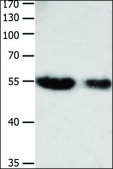 Anti-CBFA1 antibody produced in rabbit affinity isolated antibody