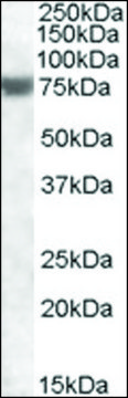 Anti-FEM1A (C-terminal) antibody produced in goat affinity isolated antibody, buffered aqueous solution