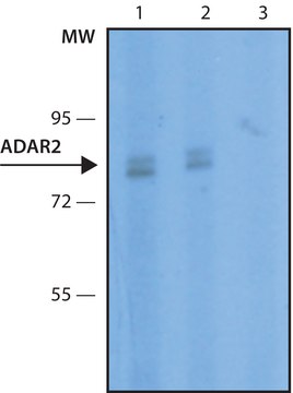 Anti-ADAR2 antibody, Mouse monoclonal clone ADAR2-8, purified from hybridoma cell culture