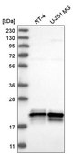 Anti-ASF1A antibody produced in rabbit Prestige Antibodies® Powered by Atlas Antibodies, affinity isolated antibody