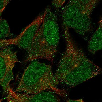 Anti-CNTLN antibody produced in rabbit Prestige Antibodies&#174; Powered by Atlas Antibodies, affinity isolated antibody