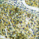 Anti-phospho-STAT6 (pTyr641) antibody produced in rabbit affinity isolated antibody