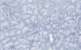 Anti-Bad Antibody, clone 1K19-H2 ZooMAb® Rabbit Monoclonal recombinant, expressed in HEK 293 cells