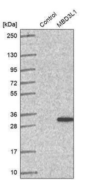 Anti-MBD3L1 antibody produced in rabbit Prestige Antibodies&#174; Powered by Atlas Antibodies, affinity isolated antibody, buffered aqueous glycerol solution