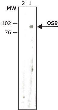 Anti-OS9 antibody, Mouse monoclonal clone OS9-8, purified from hybridoma cell culture