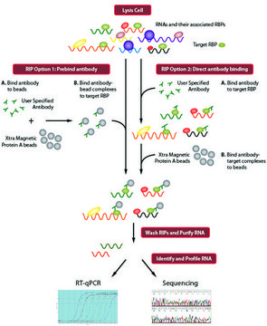 Imprint&#174; RNA免疫沉淀试剂盒 High-capacity Protein A magnetic beads for successful RNA Immunoprecipitation,suitable for use with mRNA and microRNA