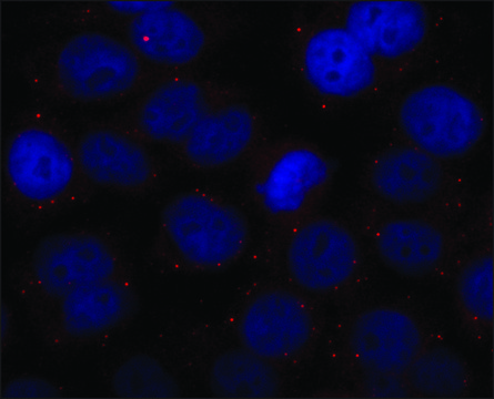 Anti-GW182 antibody produced in rabbit ~1.0&#160;mg/mL, affinity isolated antibody, buffered aqueous solution