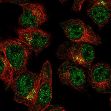 Anti-SLA2 antibody produced in rabbit Prestige Antibodies&#174; Powered by Atlas Antibodies, affinity isolated antibody