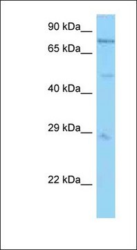 Anti-PSMC1 antibody produced in rabbit affinity isolated antibody