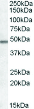 Anti-OX1R AND OX2R antibody produced in goat affinity isolated antibody, buffered aqueous solution