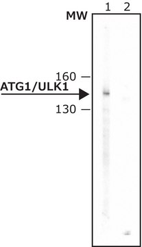 Anti-Atg1/ULK1 antibody produced in rabbit ~1&#160;mg/mL, affinity isolated antibody, buffered aqueous solution