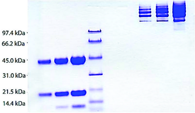 Haptoglobin Plasma (MixedType) from human plasma &#8805;95% (SDS-PAGE)