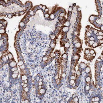 Anti-MRPL48 antibody produced in rabbit Prestige Antibodies&#174; Powered by Atlas Antibodies, affinity isolated antibody, buffered aqueous glycerol solution