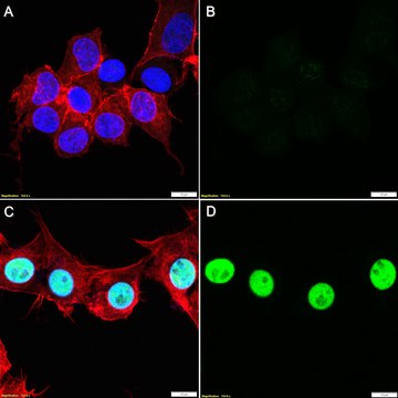 Anti-p-KAP-1 (Ser824) Antibody, clone 1K9 ZooMAb&#174; Rabbit Monoclonal recombinant, expressed in HEK 293 cells