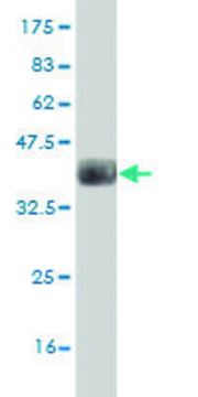 Monoclonal Anti-GPNMB antibody produced in mouse clone 1A8, purified immunoglobulin, buffered aqueous solution