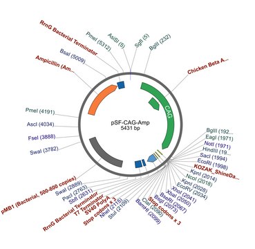 PSF-CAG-AMP - CAG PROMOTER PLASMID plasmid vector for molecular cloning