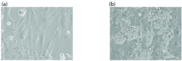 前脂肪细胞分离试剂盒 Sufficient for 5 g of tissue