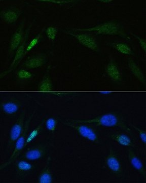 Anti-LIG4 antibody produced in rabbit