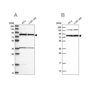 Anti-PTCD3 antibody produced in rabbit Prestige Antibodies&#174; Powered by Atlas Antibodies, affinity isolated antibody, buffered aqueous glycerol solution