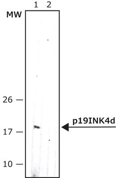 Monoclonal Anti-p19INK4d antibody produced in mouse clone DCS-100, ascites fluid