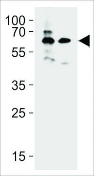 ANTI-BRTC1/2(N-TERMINAL) antibody produced in rabbit affinity isolated antibody, buffered aqueous solution