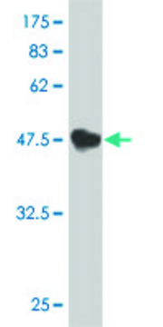 Monoclonal Anti-TNFSF13 antibody produced in mouse clone G3, purified immunoglobulin, buffered aqueous solution