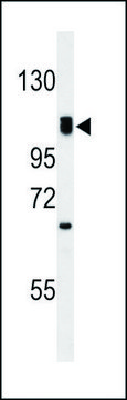 ANTI-G7C (N-TERM) antibody produced in rabbit IgG fraction of antiserum, buffered aqueous solution