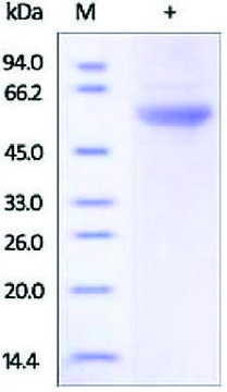 EPOR/Erythropoietin Receptor human recombinant, expressed in HEK 293 cells, &#8805;92% (SDS-PAGE)