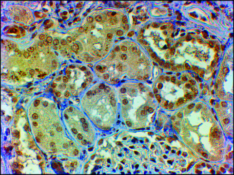 Anti-MYB/C-MYB antibody produced in goat affinity isolated antibody, buffered aqueous solution