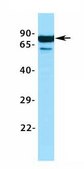 Anti-PIAS2 (AB2) antibody produced in rabbit IgG fraction of antiserum