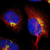 Anti-KIAA1024 antibody produced in rabbit Prestige Antibodies® Powered by Atlas Antibodies, affinity isolated antibody, buffered aqueous glycerol solution