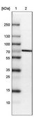 Anti-STRIP1 antibody produced in rabbit Prestige Antibodies® Powered by Atlas Antibodies, affinity isolated antibody, buffered aqueous glycerol solution