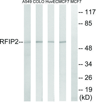 Anti-RAB11FIP2 antibody produced in rabbit affinity isolated antibody