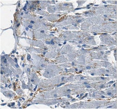 Anti-ANGPTL2 Antibody from rabbit, purified by affinity chromatography