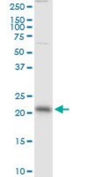 Monoclonal Anti-RAB13 antibody produced in mouse clone 8H8, purified immunoglobulin, buffered aqueous solution