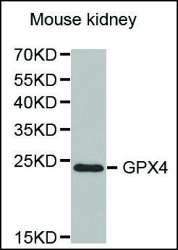 Anti-GPX4 antibody produced in rabbit affinity isolated antibody