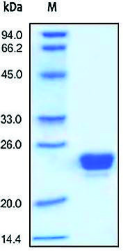 Lipocalin-2/LCN2 human recombinant, expressed in HEK 293 cells, &#8805;95% (SDS-PAGE)