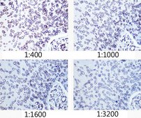 Anti- Lamin A/C antibody produced in rabbit