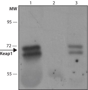 Anti-Keap1 antibody produced in rabbit IgG fraction of antiserum, buffered aqueous solution