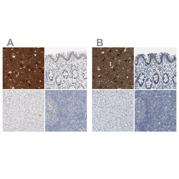 Anti-RTN3 antibody produced in rabbit Prestige Antibodies&#174; Powered by Atlas Antibodies, affinity isolated antibody, buffered aqueous glycerol solution