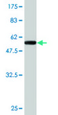 Monoclonal Anti-XPO5 antibody produced in mouse clone 2C5-1B3, purified immunoglobulin, buffered aqueous solution