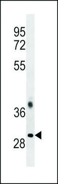 ANTI-TRA2B (CENTER) antibody produced in rabbit affinity isolated antibody, buffered aqueous solution