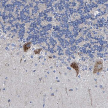 Anti-STRIP2 antibody produced in rabbit Prestige Antibodies&#174; Powered by Atlas Antibodies, affinity isolated antibody, buffered aqueous glycerol solution