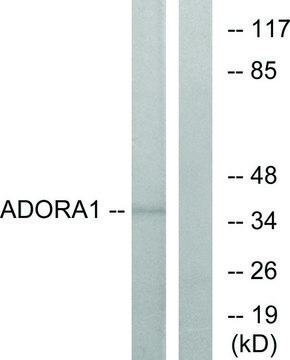 Anti-ADORA1 antibody produced in rabbit affinity isolated antibody