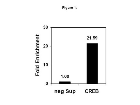 ChIPAb+ CREB - ChIP经验证的抗体和引物组，兔单克隆抗体 culture supernatant, clone NL904, from rabbit