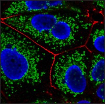 Anti-Mouse IgG1 (&#947;1), CF&#8482;647 antibody produced in goat ~2&#160;mg/mL, affinity isolated antibody, buffered aqueous solution