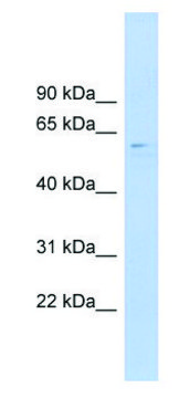 Anti-CLK4 (N-terminal) antibody produced in rabbit affinity isolated antibody