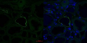 Anti-AQP2 antibody produced in rabbit affinity isolated antibody